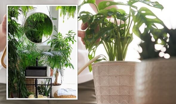 Indoor plant placed beside a large mirror and white wall to enhance light reflection in a dim room.