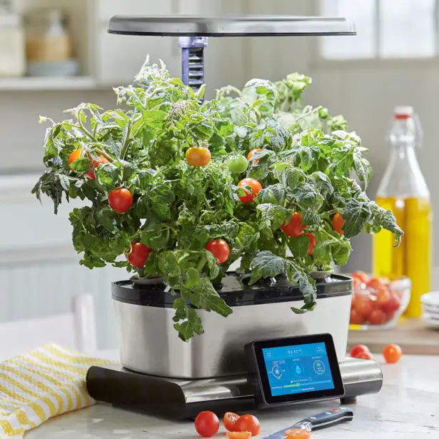 AeroGarden Harvest with herbs growing in a countertop hydroponic system.