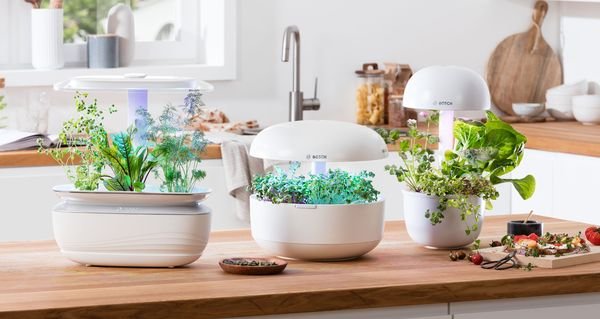 Indoor garden adding greenery and freshness to a modern home workspace.