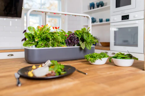 Smart indoor herb planter on a modern kitchen counter with basil and mint growing