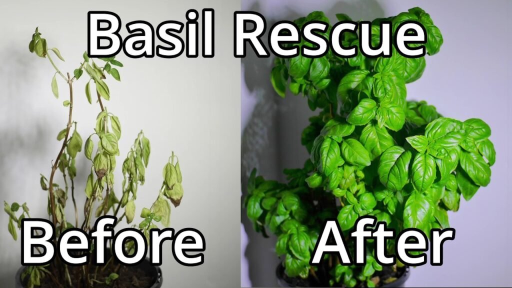 A wilted indoor basil plant showing typical beginner mistakes