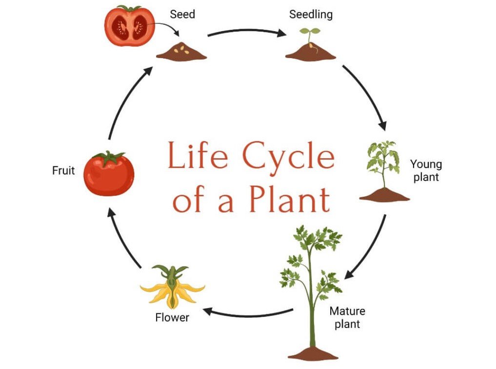 Visual timeline of a herb’s indoor growth cycle from seed to harvest