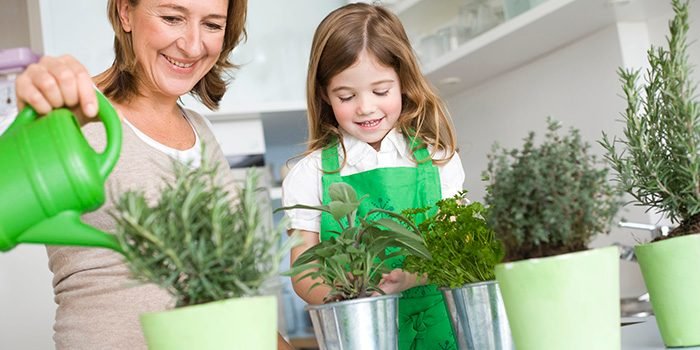 Beginner gardener happily watering a thriving indoor herb garden