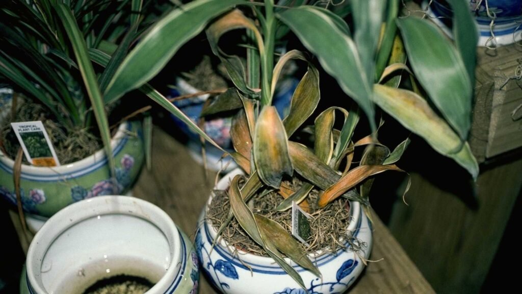 Indoor plant with drooping leaves due to overwatering