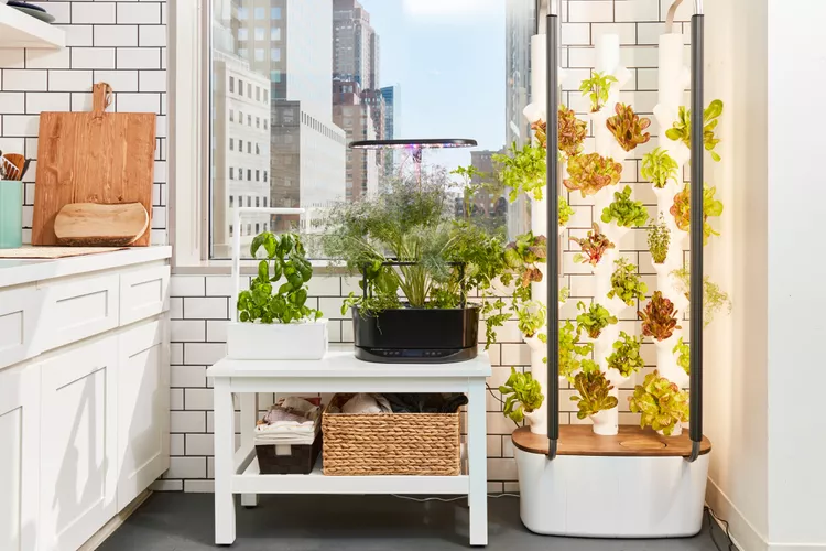 Cozy windowsill herb garden with basil, mint, and parsley in sunlight