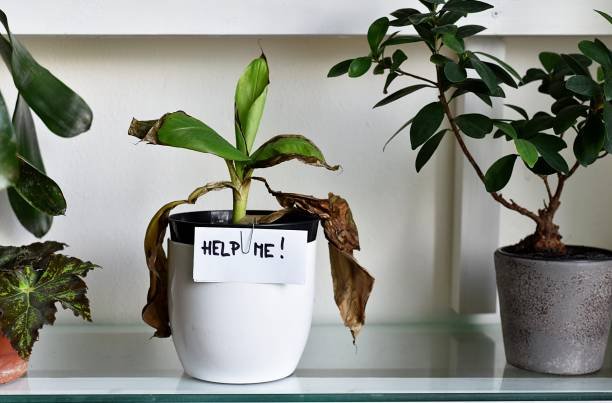 Comparison of a wilted herb plant vs. healthy one in indoor setting